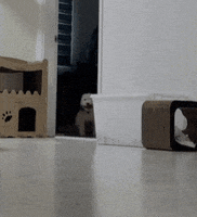 Happy Jump GIF