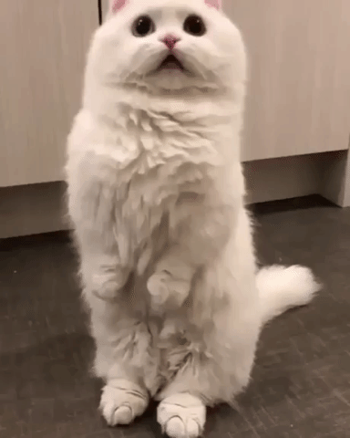whats going on cat GIF