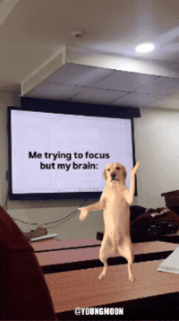 Confused Dog GIF