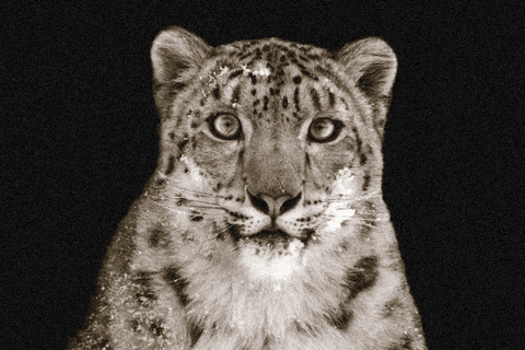 lyallpenleyphotos giphyupload photography wildlife leopard GIF