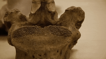 Dinosaur Bones GIF by Florida State University