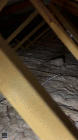 Snake Catcher Removes Seemingly Endless Number of Snakes From Roof of Home
