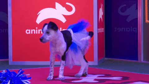 Animal Planet GIF by Puppy Bowl