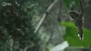Flying Episode 2 GIF by PBS