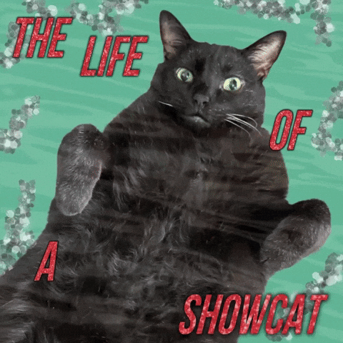 Taylor Swift Cat GIF