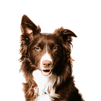 dog mika Sticker by microsoft