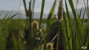 Hide Out Best Friend GIF by Chevrolet