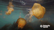 monterey harbor sea GIF by Monterey Bay Aquarium