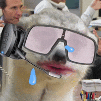 Allhailthemeerkat GIF by Dynaplug®