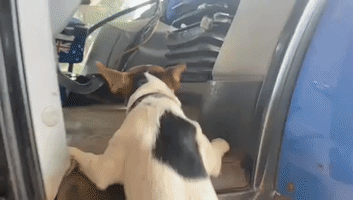 'Driving' Dog Needs a Helping Hand for Tractor Cha