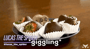 GIF by Shorty Awards