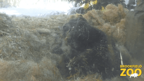 Brown Bear Reaction GIF by Brookfield Zoo