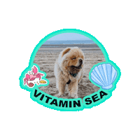 Dogs Sea Sticker by Milagency