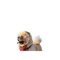 Thanks Thank You Sticker by Milagency