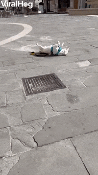 Tired Doggo Takes A Nap During Walk GIF by ViralHog