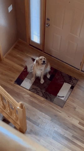 Dog Startled After Finding Out He's Not Home Alone