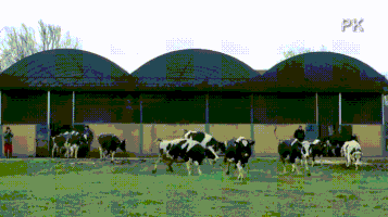 cows let GIF