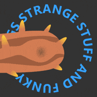 Sea Cucumber Pearlfish GIF