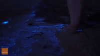 Beautiful Bioluminescence in Jervis Bay, Australia
