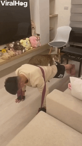 Cat Helps Its Owner With Push-Ups GIF by ViralHog