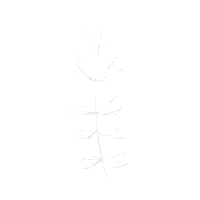 faylynnvivian nature spring doodle plant Sticker