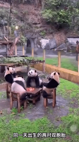 cuteanimalland giphyupload GIF