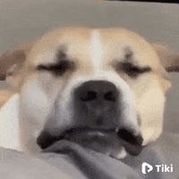 Happy Dogs GIF by TikiIndia