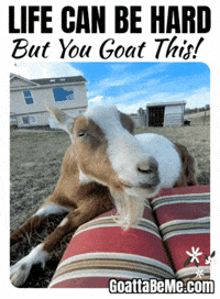 You Got This GIF by Goatta Be Me Goats! Adventures of Java, Toffee, Pumpkin and Cookie!