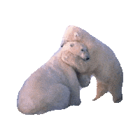 Sticker gif. Two polar bears hug warmly and their heads are pressed against one another.