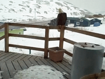 snowy GIF