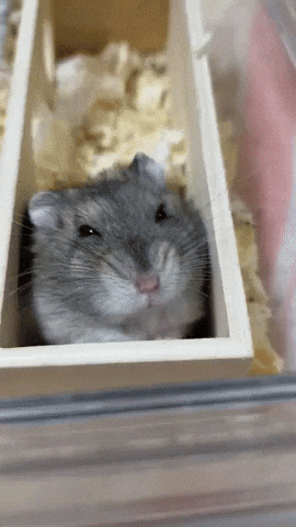 cuteanimalland giphyupload GIF