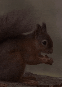 squirrel eating GIF