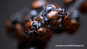GIF by KQEDScience