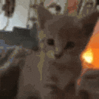 Cat Kitty GIF
