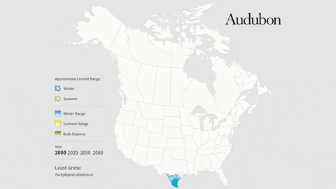 least grebe GIF by audubon