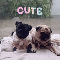 Cute Dog Pugs GIF