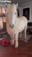 Hrimnir an Icelandic Horse Breaks into House