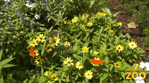 Flowers Spring GIF by Brookfield Zoo