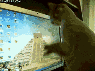 cat computers GIF by Cheezburger