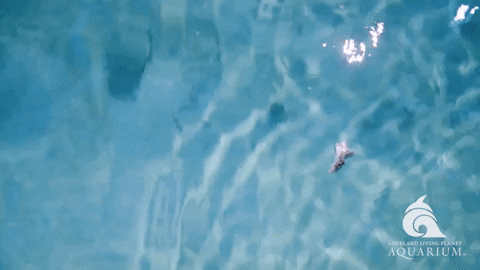 Shark Swimming GIF by Living Planet Aquarium