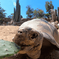 sandiegozoo food animals nature hungry GIF