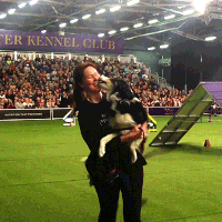 dog show dogs GIF by Westminster Kennel Club