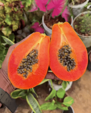 Fruit GIF