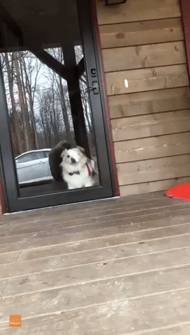 Here's a Dog Licking a Window to Brighten Up Your Day