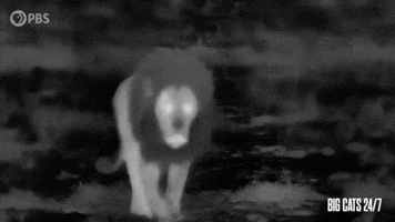 Male Lion Roaring at Night