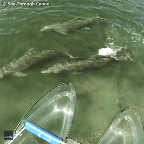 Pod of Dolphins Swim Beneath Clear Catamaran Off Florida Coast