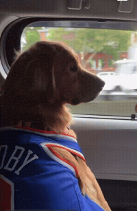New York Knicks Dog GIF by Respective