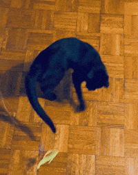 Black Cat GIF