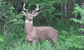 deer GIF