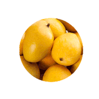 redrickshawfood mango redrickshaw redrickshawmangoes mangolikethis Sticker